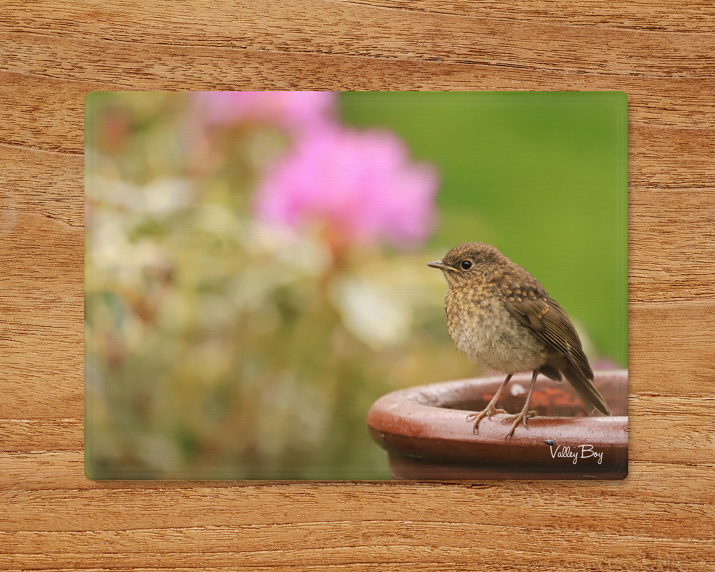 “Baby Robby Robin” Glass Worktop Saver