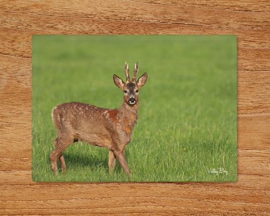 "Handsome Buck” Glass Worktop Saver