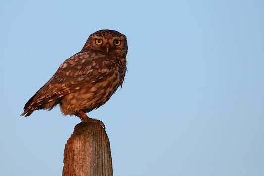 "Good Morning Little Owl” Print