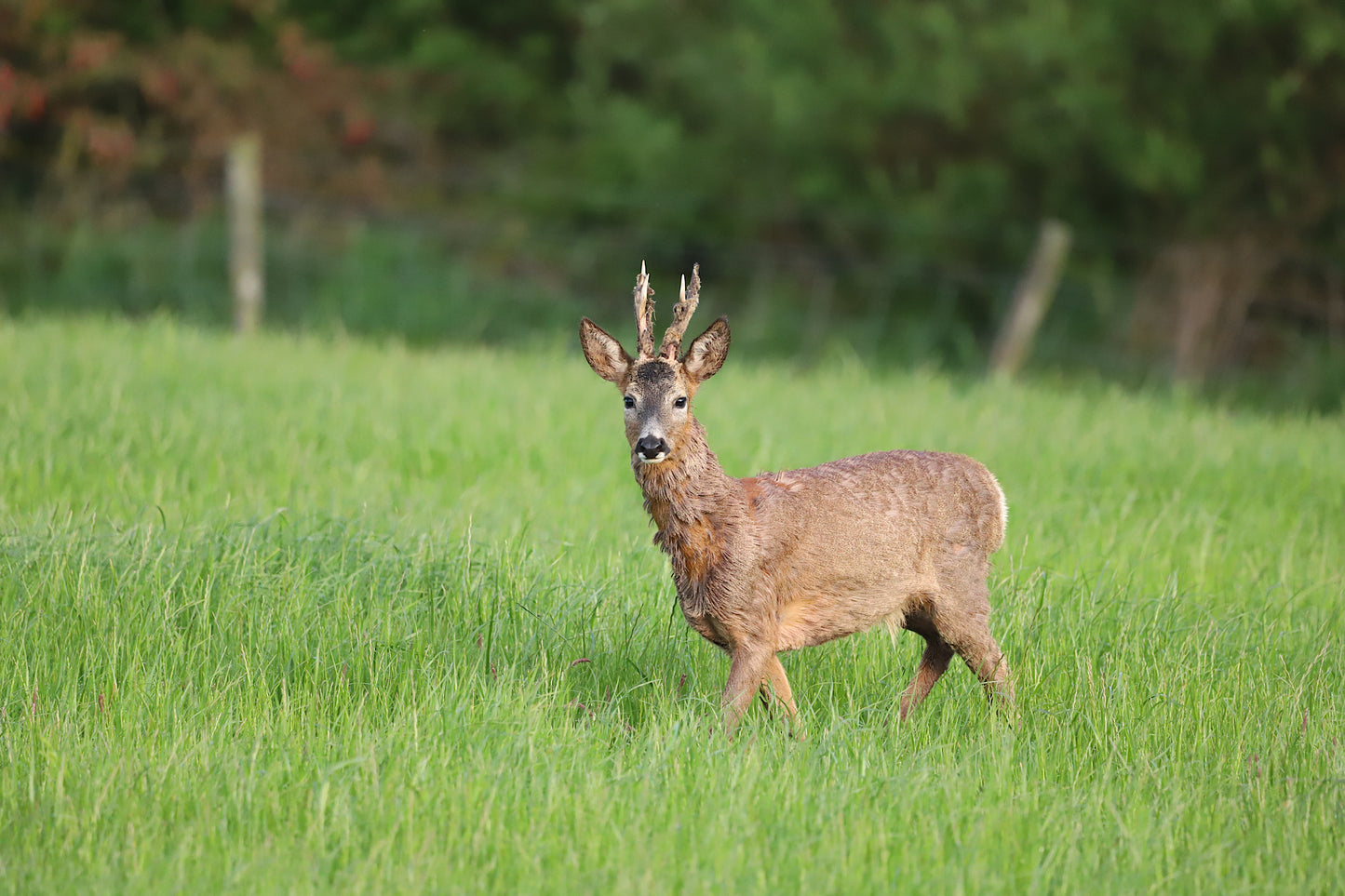 “Early morning Roe Deer” Print