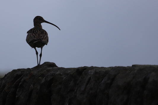 “Curlew Silhouette" Print