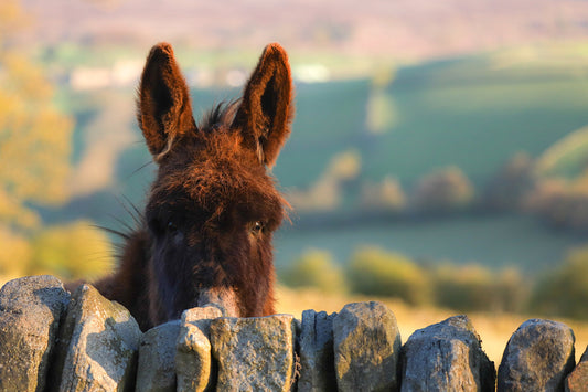 “Peeping Donkey” Print