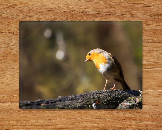 "Stunning Robin” Glass Worktop Saver