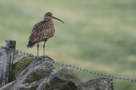 “Early Morning Curlew" Print