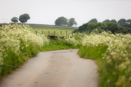 “Cow Parsley Along Folly Lane in Thurlstone” Print