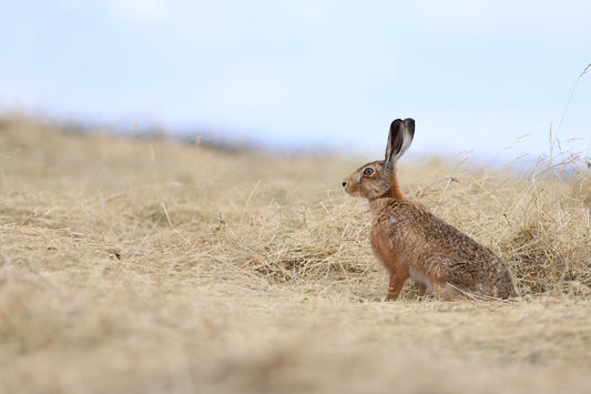 "Henry Hare” Print