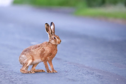 “Henry Hare” Print