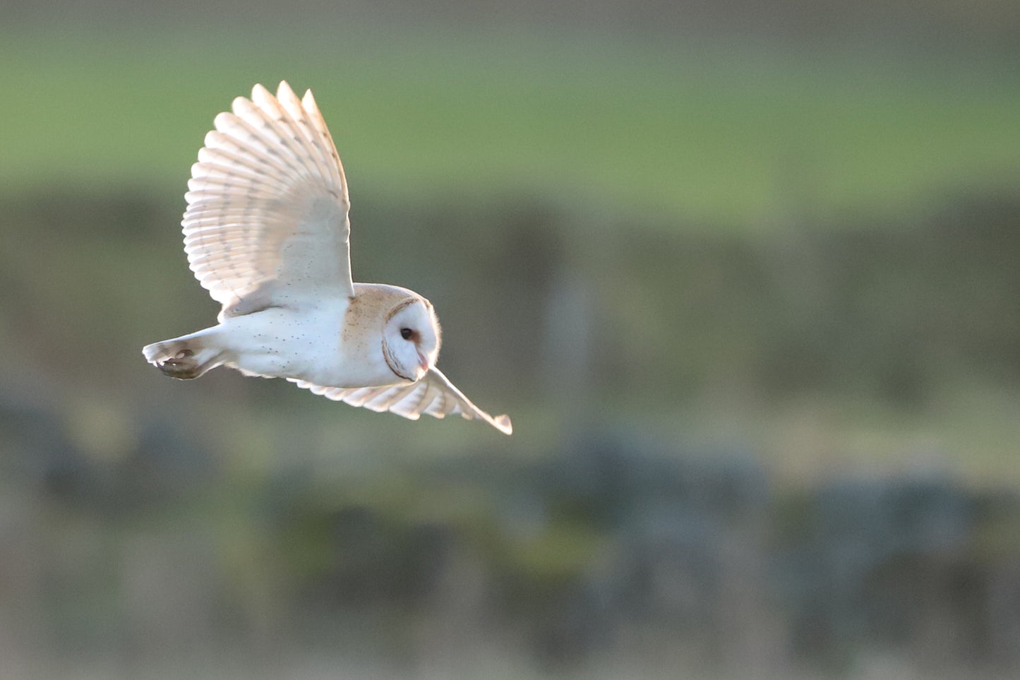 “Barn Owl Flight” Print