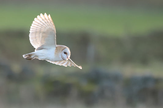 “Barn Owl Flight” Print