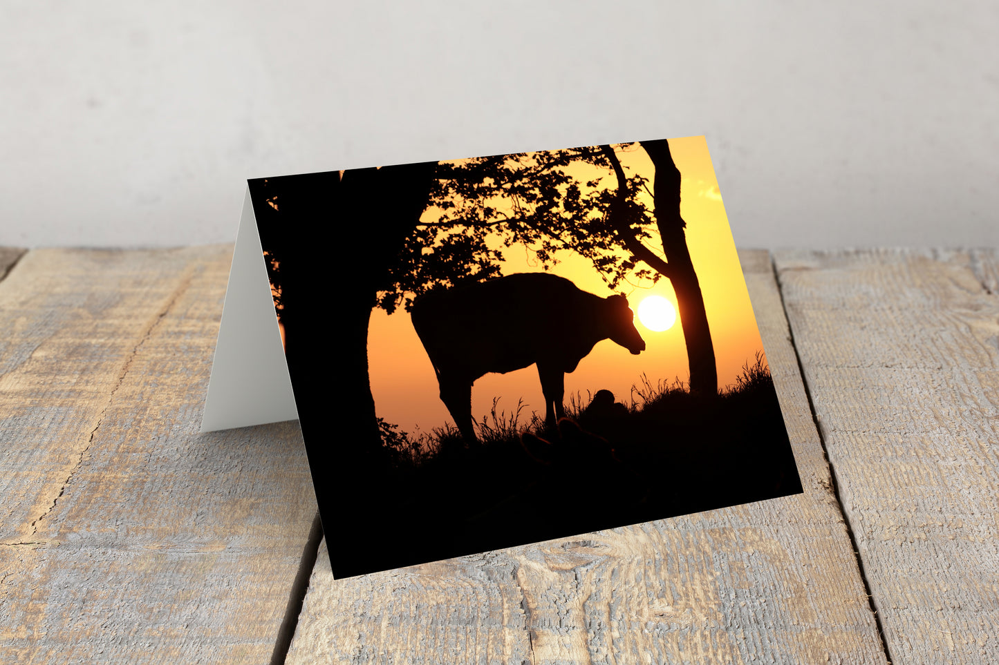 “Moovelous Sunrise” Greeting Card