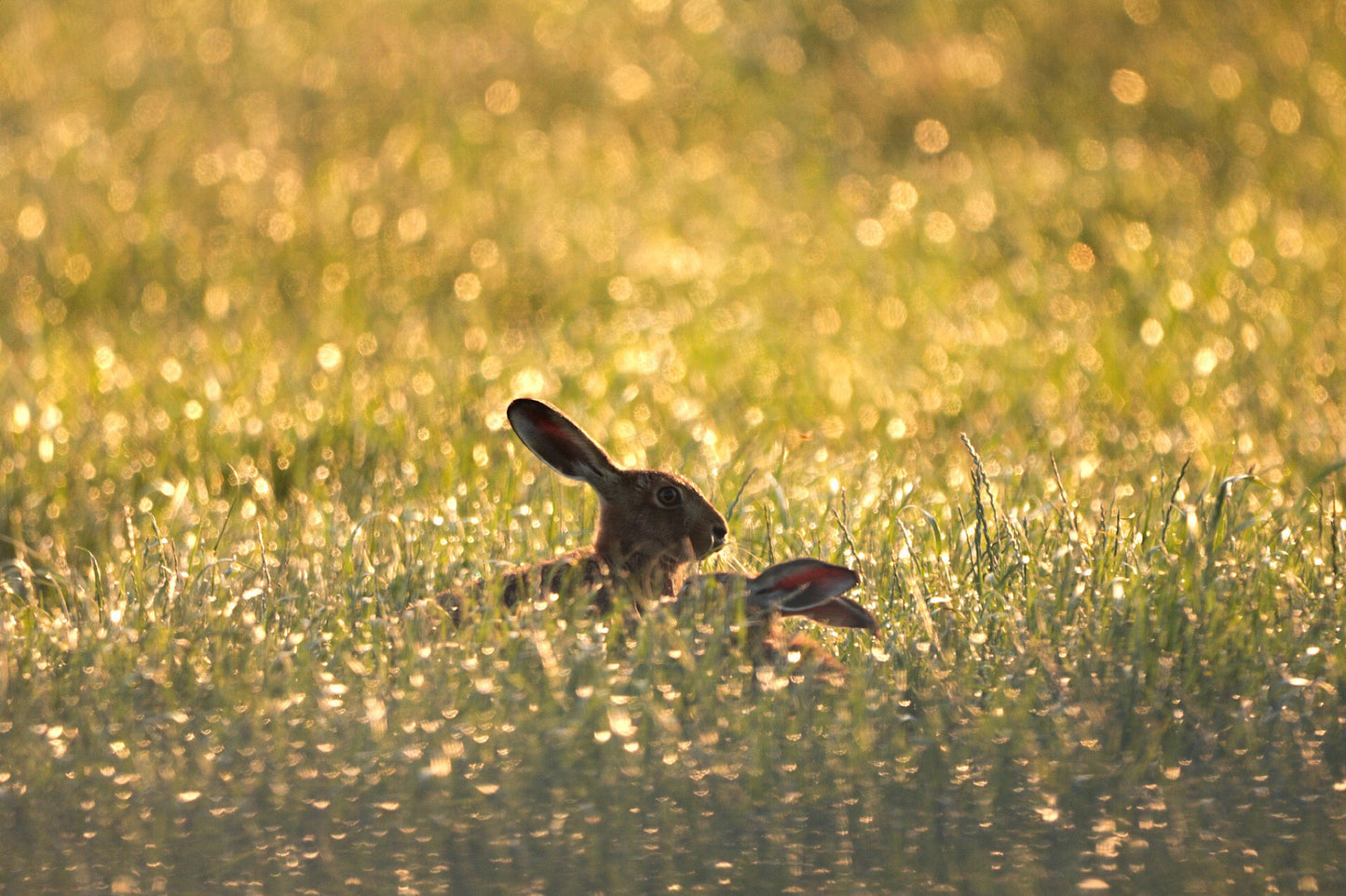 “Golden Hares" Print