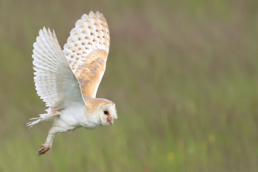 "Barn Owl in Flight” Print