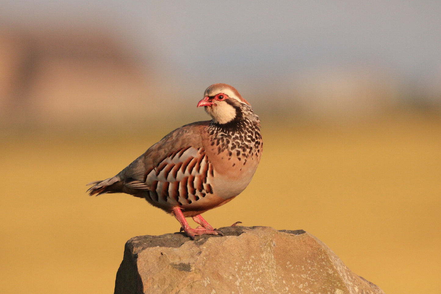 “Red Legged Partridge" Print