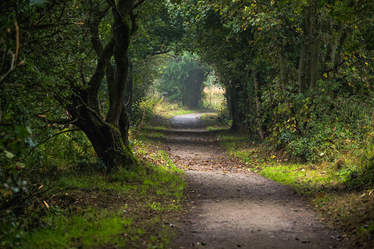 “Enchanted Path at Royd Moor Reservoir” Print