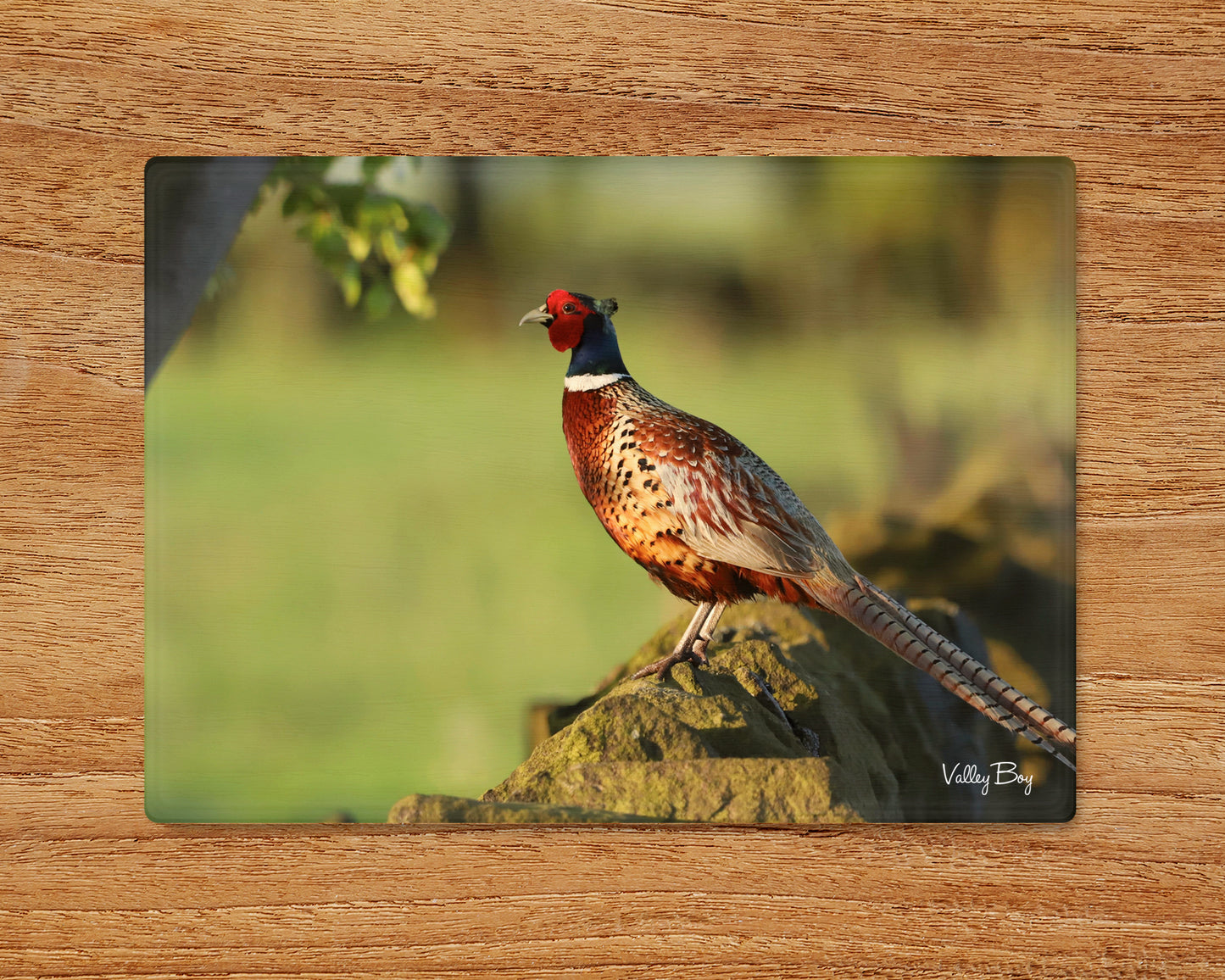 "Rufus enjoys the early morning sunshine” Glass Worktop Saver