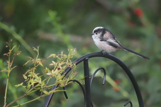 “Long Tailed Tit" Print