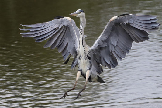 “Harry Heron Elegant Landing” Print