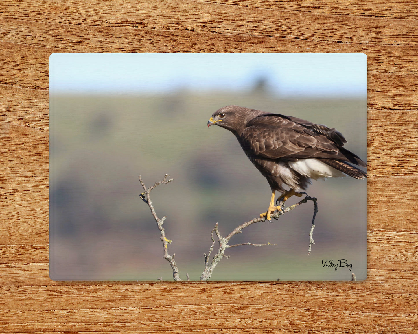 "Stunning Buzzard Glass Worktop Saver