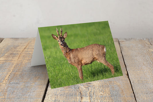 "Beautiful Roe Deer Buck” Greeting Card