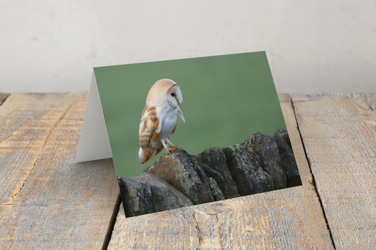 "Beautiful Barn Owl” Greeting Card