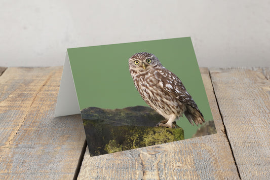 "Beautiful Little Owl” Greeting Card