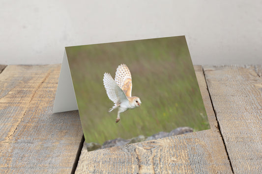 "Barn Owl in flight” Greeting Card