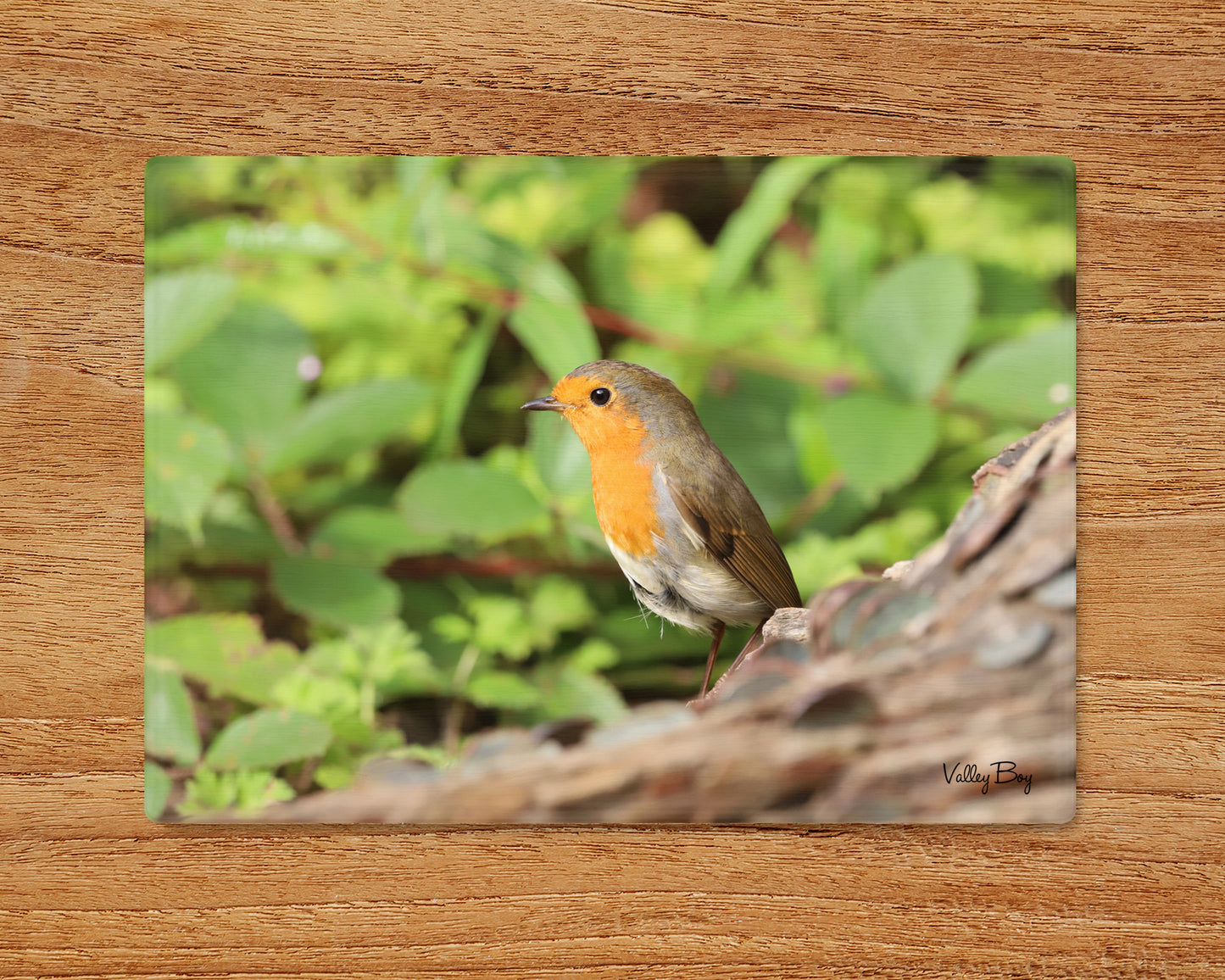 “Beautiful Robin” Glass Worktop Saver