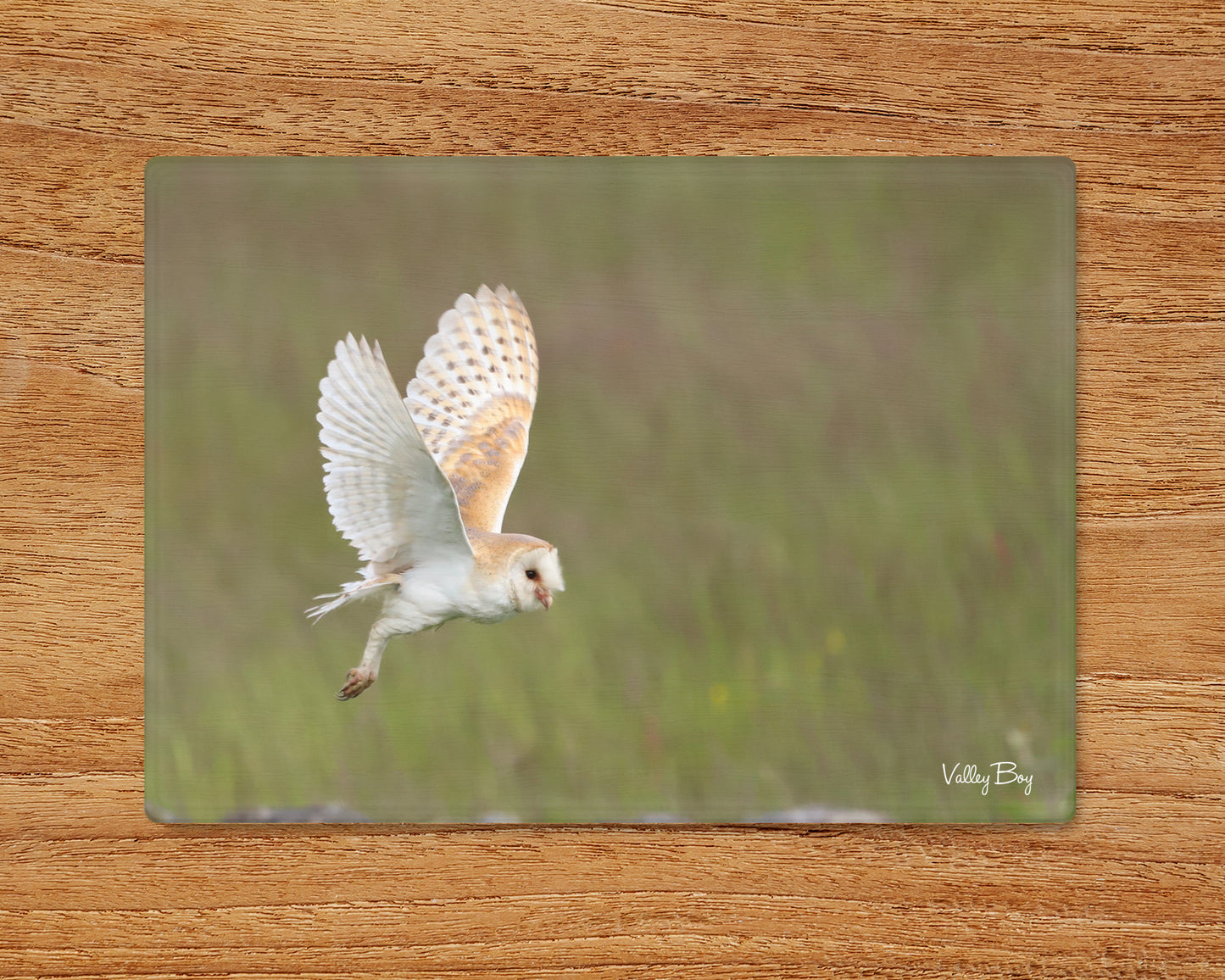 “Flying Barn Owl” Glass Worktop Saver