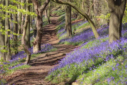 "Bluebell Wood at Deepcar” Print