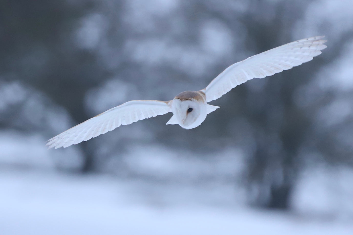 “Barn Owl in the Snow" Print