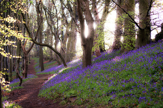 “Magical Bluebell Wood” Print