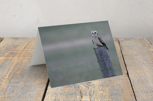 “Short Eared Owl” Greeting Card