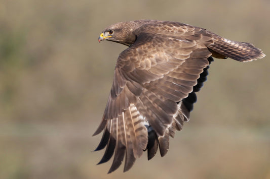 “Buzzard in flight” Print