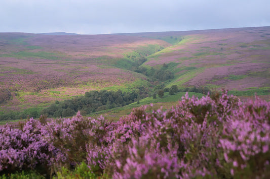 “Purple Moors” Print