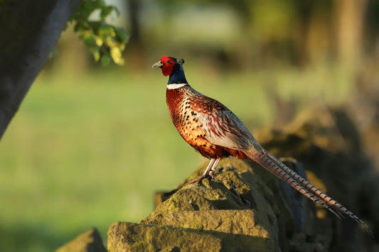 "Rufus enjoys the early morning sunshine” Print