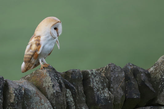 "Lovely Barn Owl” Print