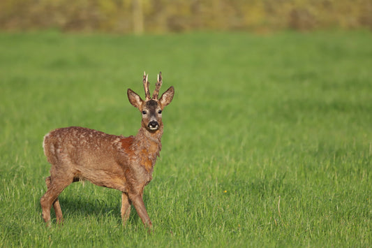 "Beautiful Roe Deer Buck” Print