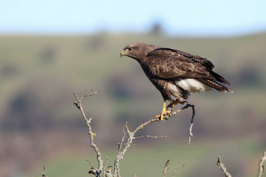 "Stunning Buzzard” Print