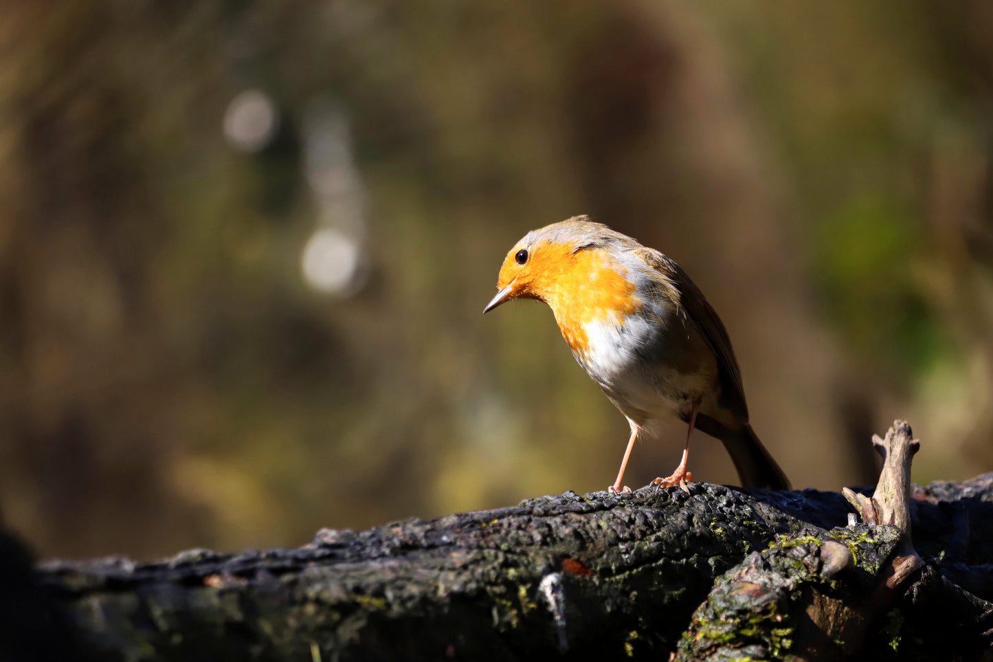 "Stunning Robin” Print