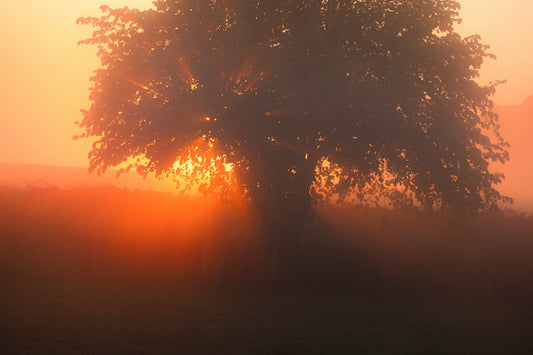 "Tree of Light at Oxspring” Print