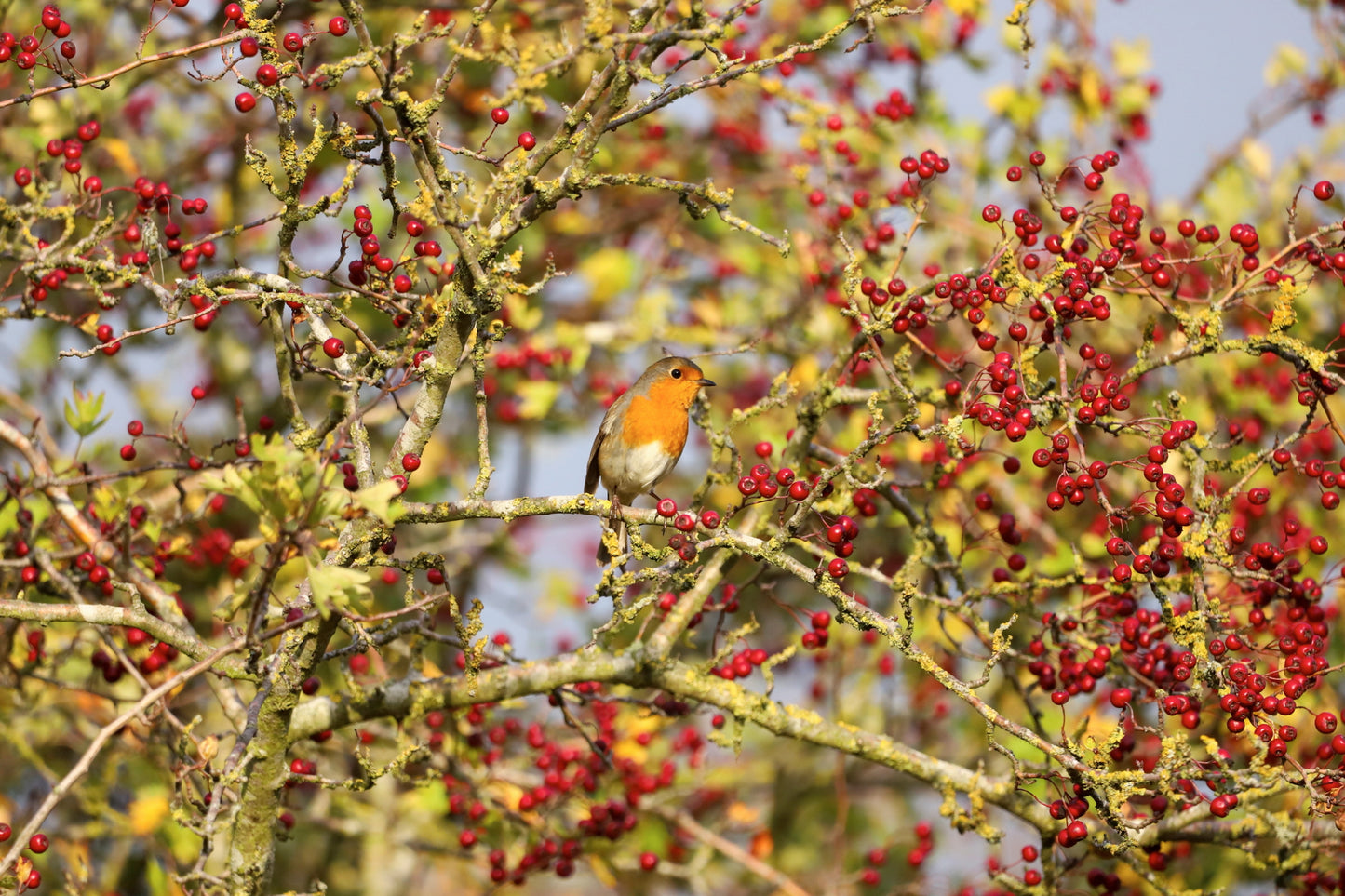 "Robin amongst the Berries” Print