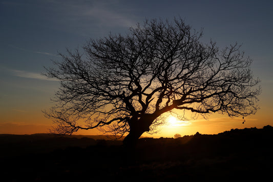 "Tree at Sunrise on Whitwell Moor” Print