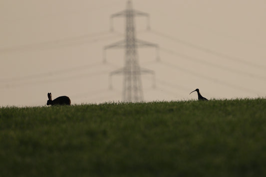 "The Hare and the Curlew” Print