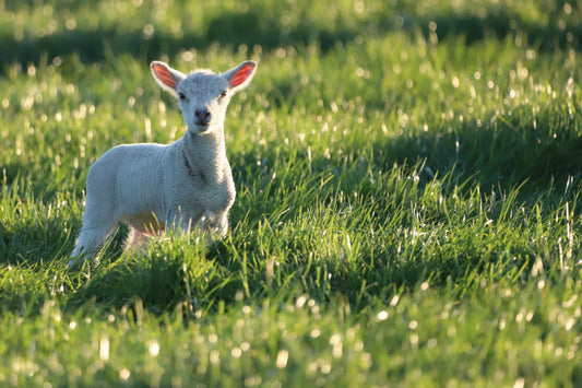 "Spring Lamb” Print