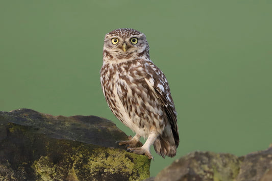 "Beautiful Little Owl” Print